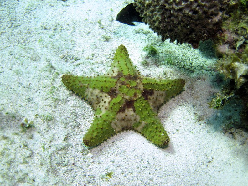 IMG_8924 Cushion Starfish.jpg